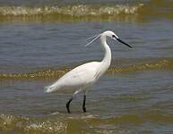 Aigrette garzette