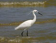 Aigrette garzette