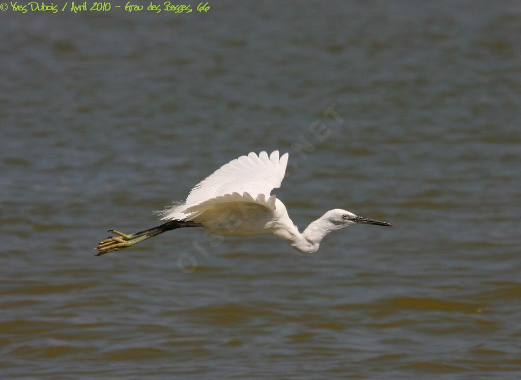 Little Egret