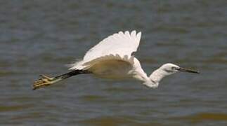 Aigrette garzette