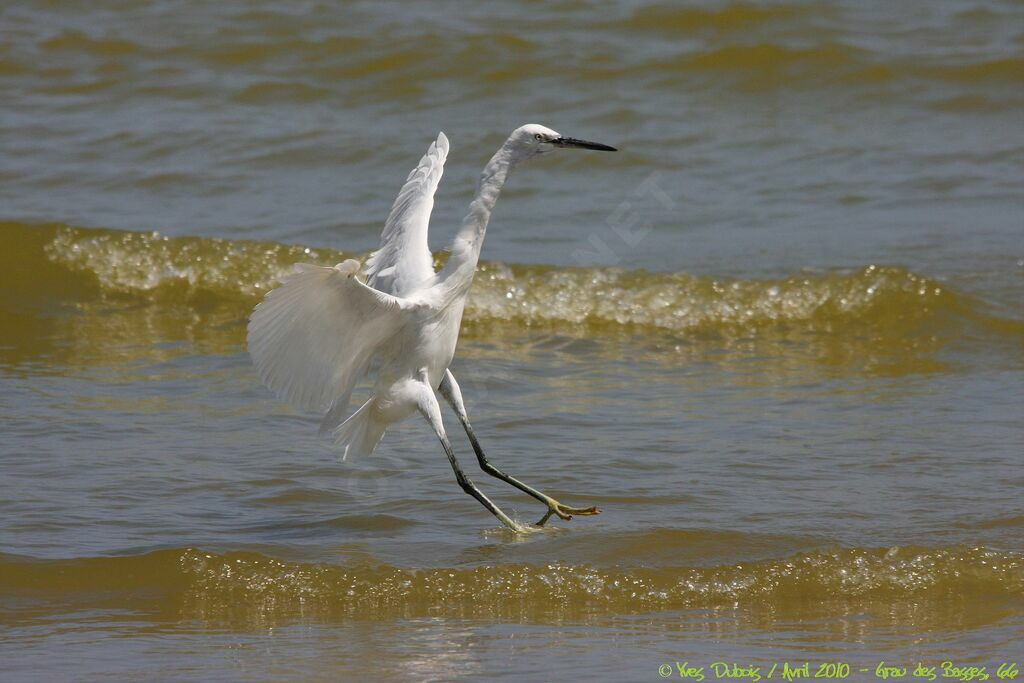 Little Egret