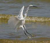 Aigrette garzette