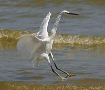 Little Egret