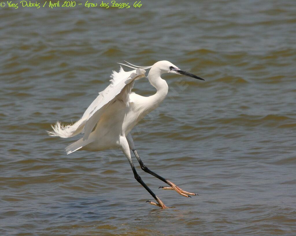 Little Egret