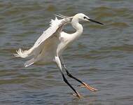 Aigrette garzette