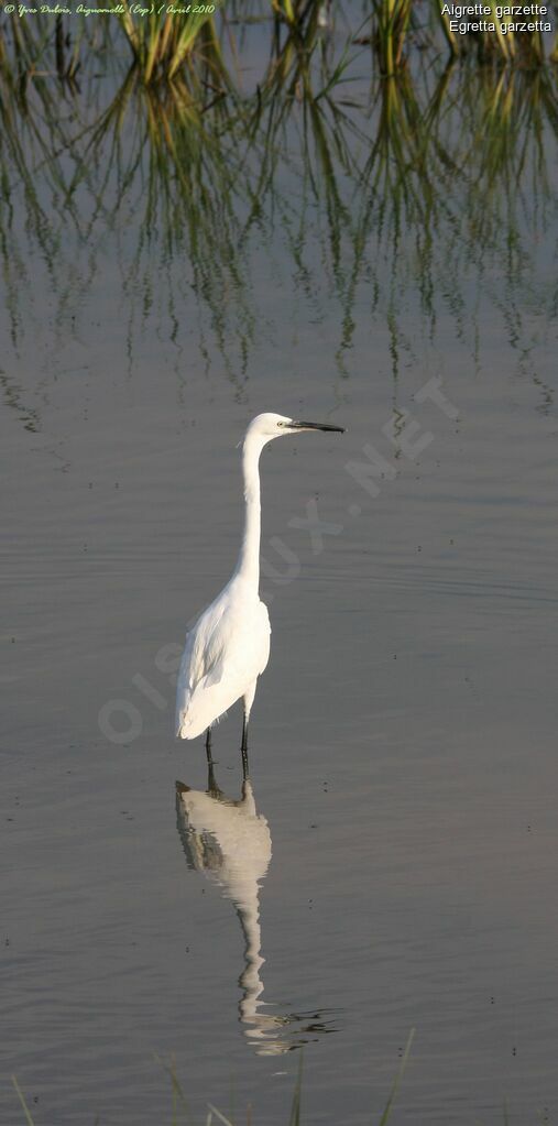 Aigrette garzette