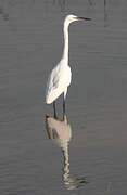 Aigrette garzette