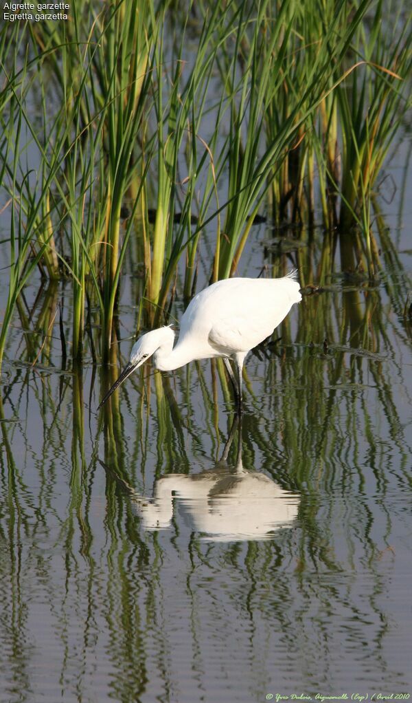 Aigrette garzette