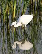 Little Egret