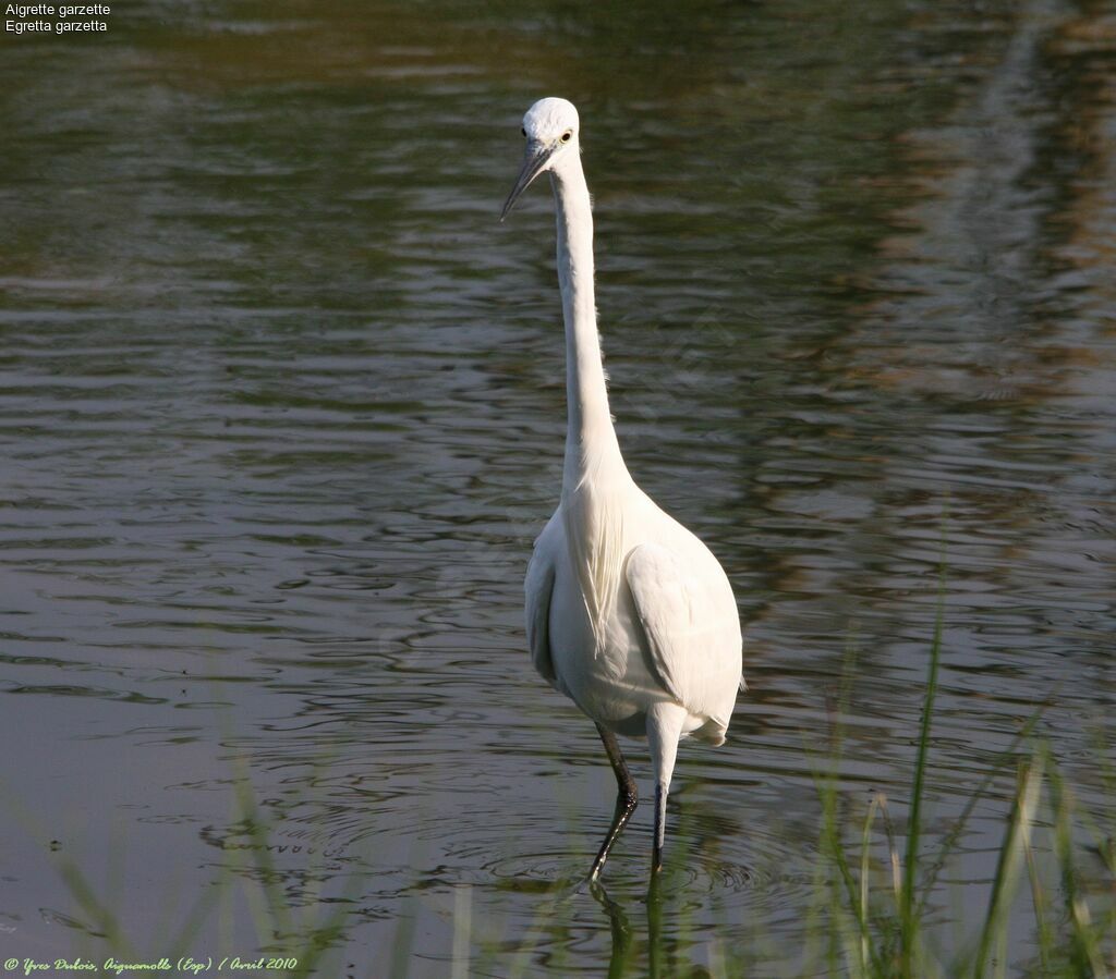 Little Egret