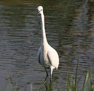 Little Egret