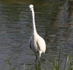 Aigrette garzette