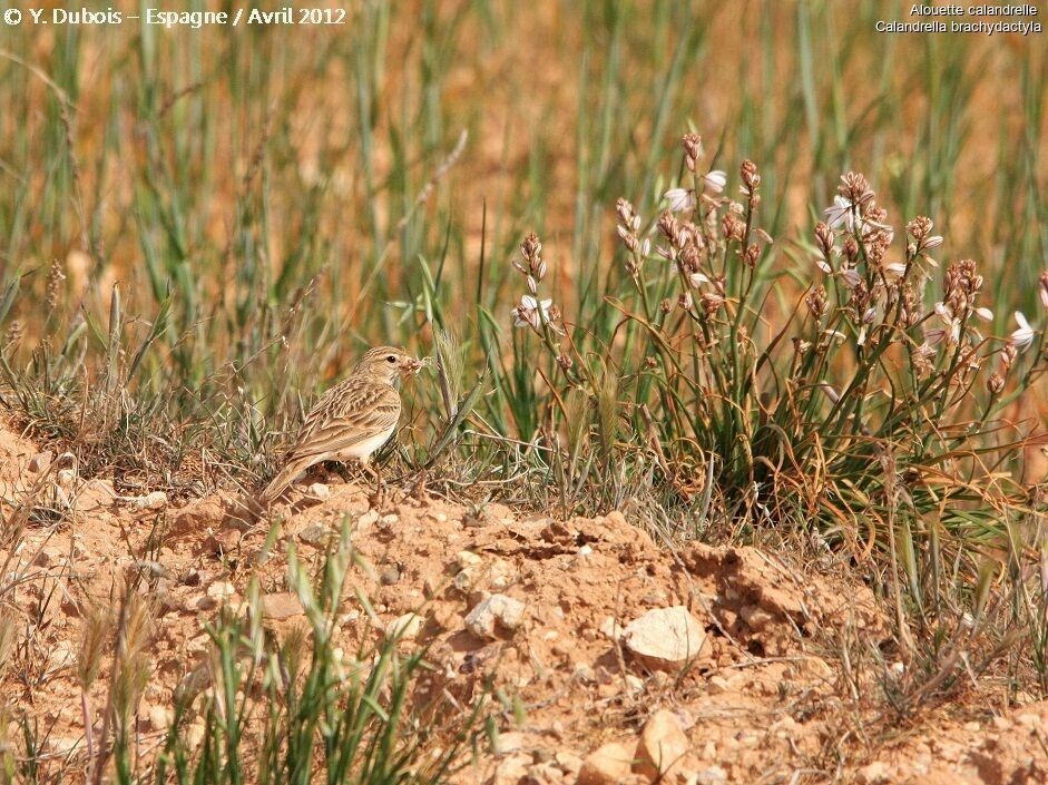 Greater Short-toed Lark