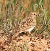 Greater Short-toed Lark