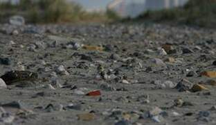 Horned Lark