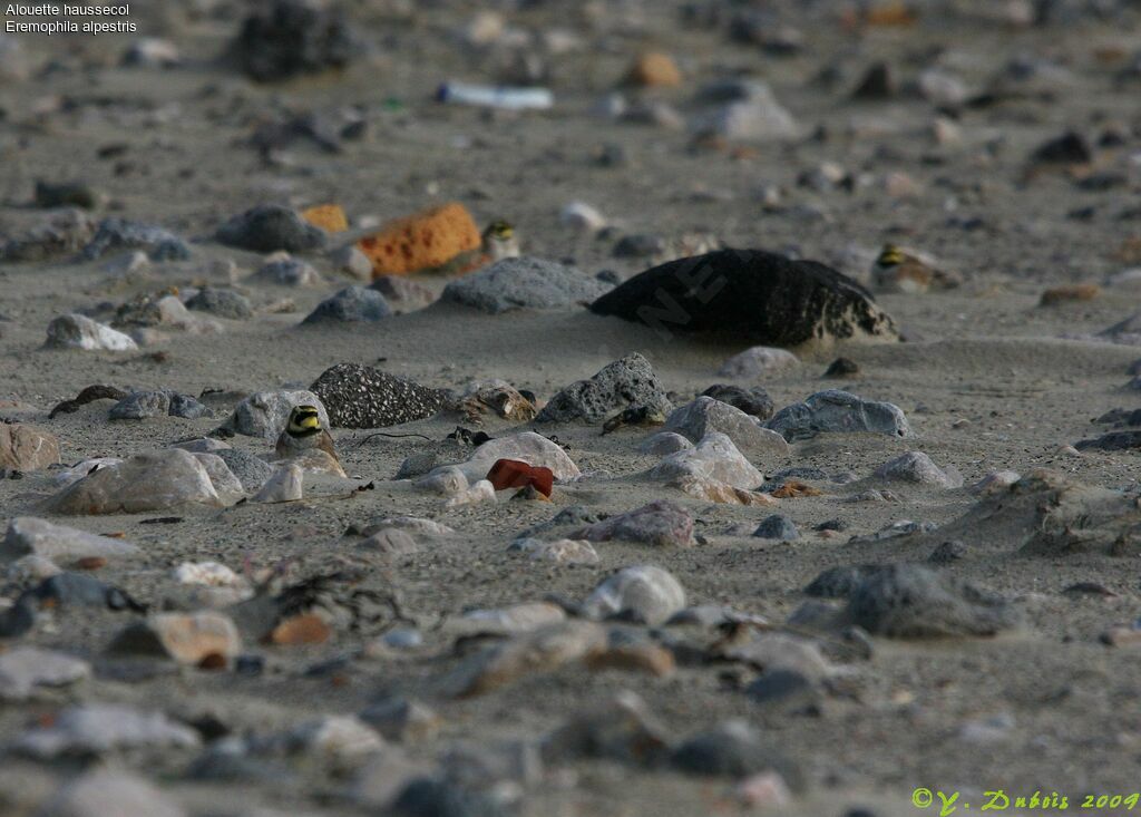 Horned Lark