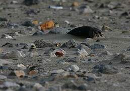 Horned Lark