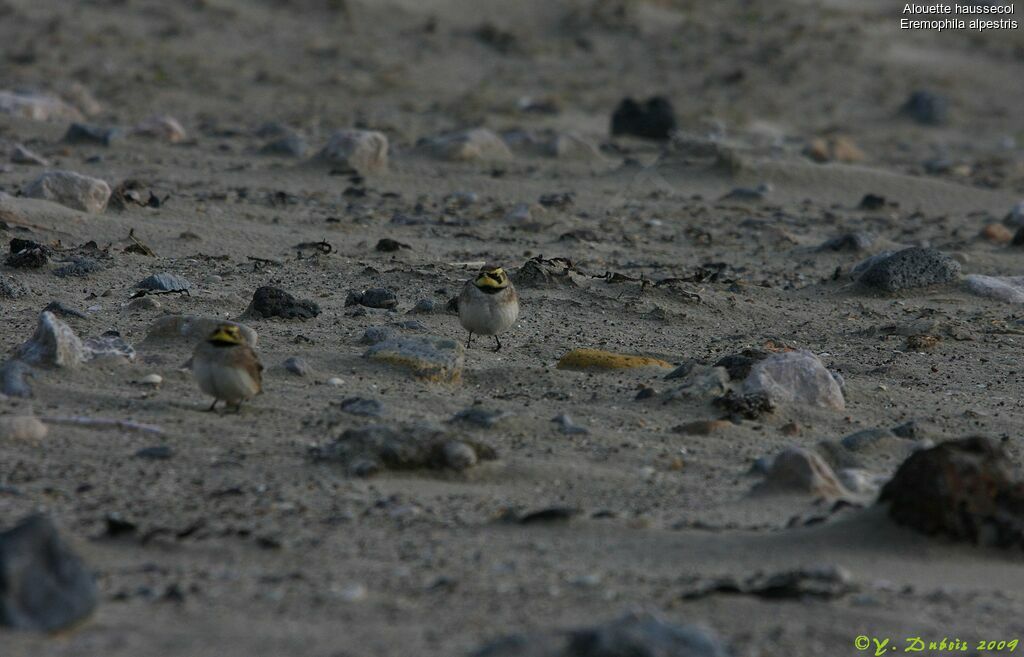 Horned Lark