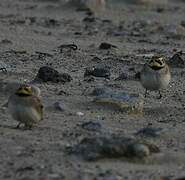 Horned Lark