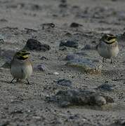 Horned Lark