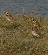 Horned Lark