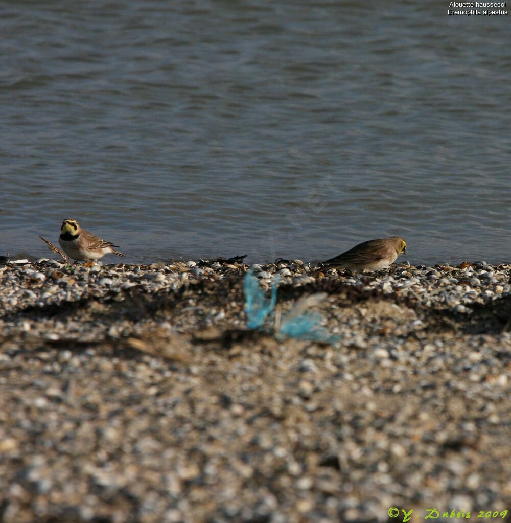 Horned Lark