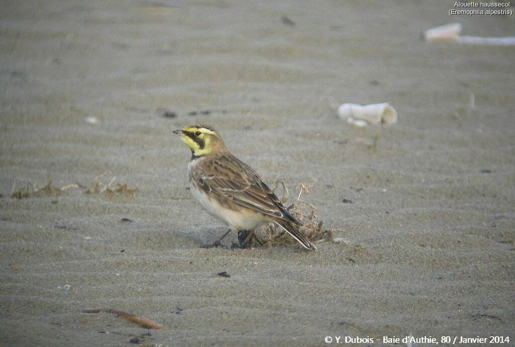 Horned Lark