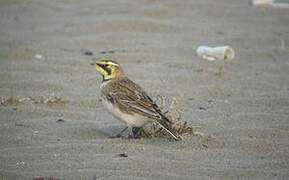 Horned Lark