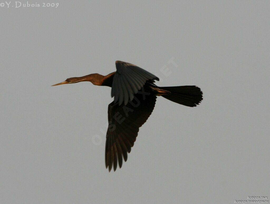 Anhinga roux