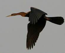 Anhinga roux