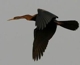 Anhinga roux