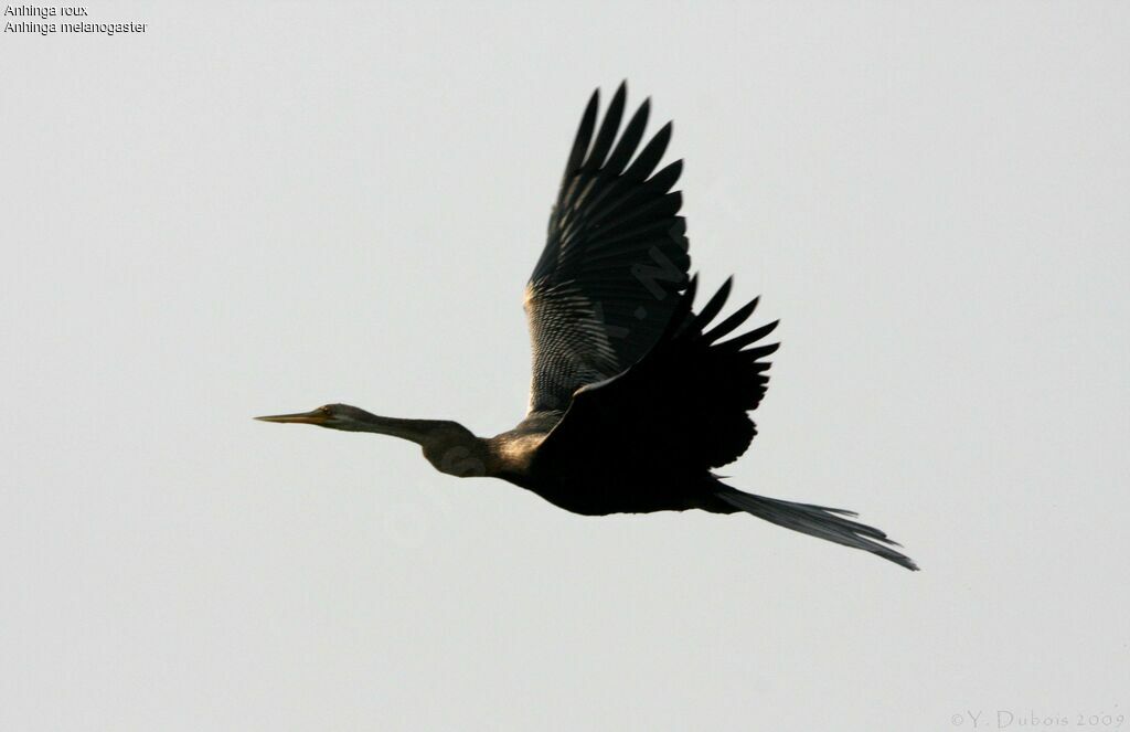 Anhinga roux