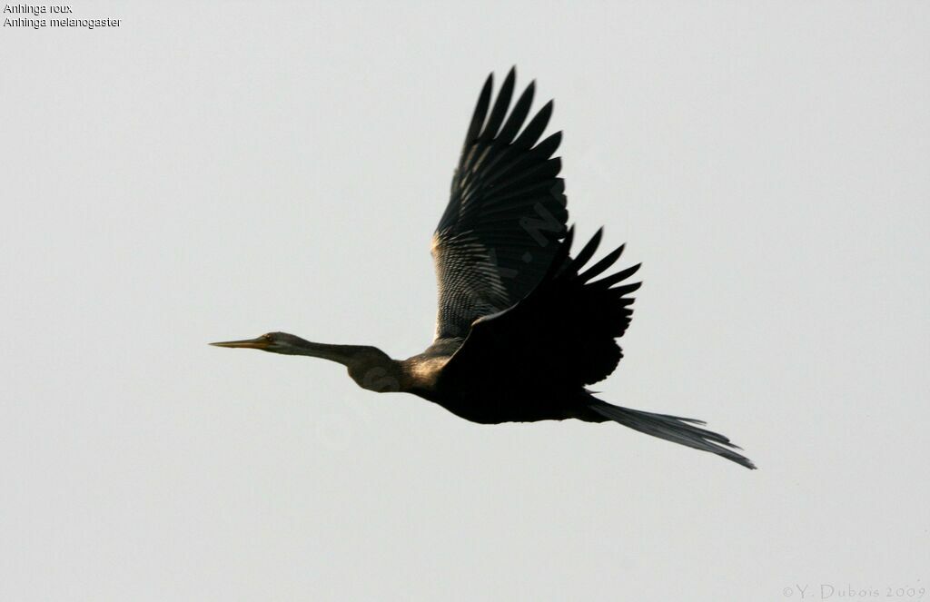 Oriental Darter