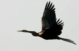 Oriental Darter