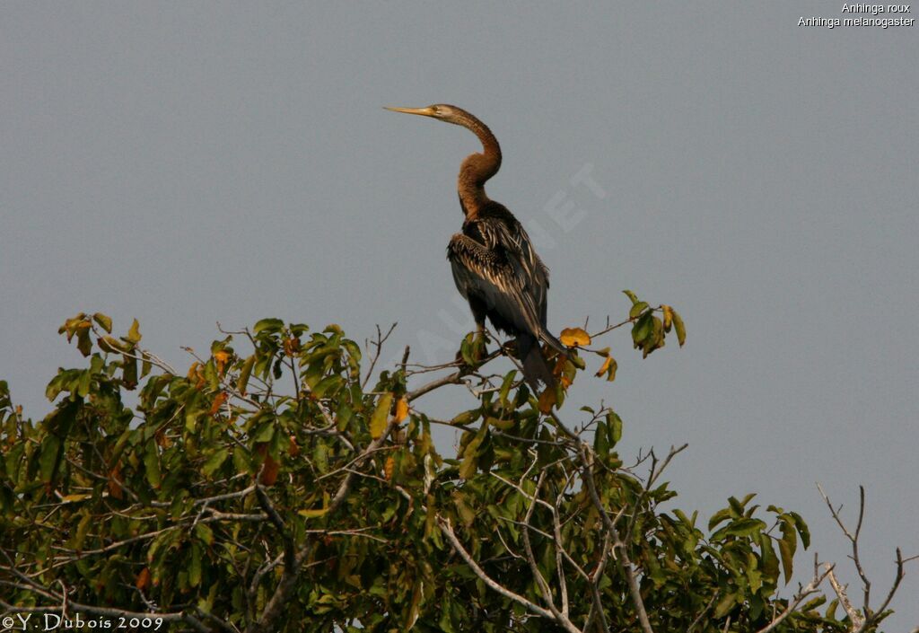 Anhinga roux