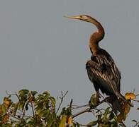 Anhinga roux