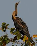 Anhinga roux