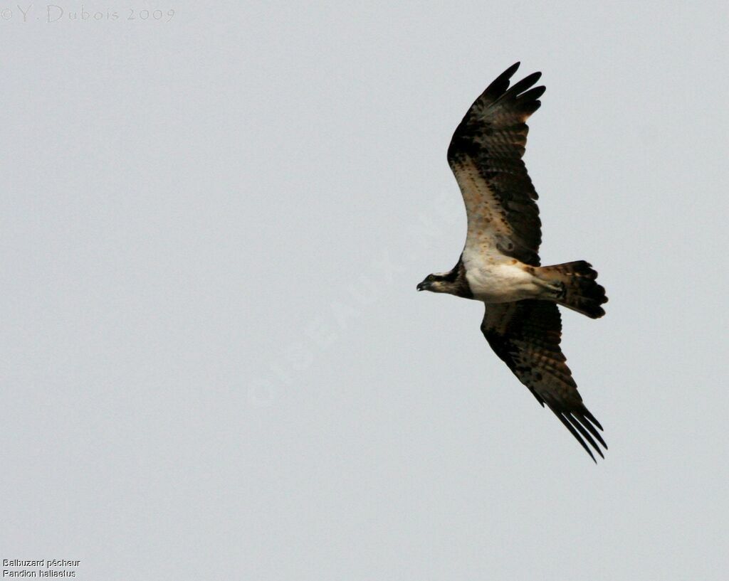 Balbuzard pêcheur