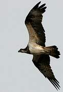 Western Osprey