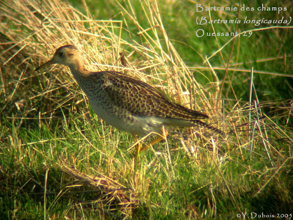 Upland Sandpiper