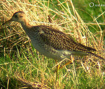 Upland Sandpiper