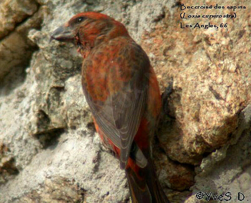 Red Crossbill male adult