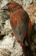 Red Crossbill