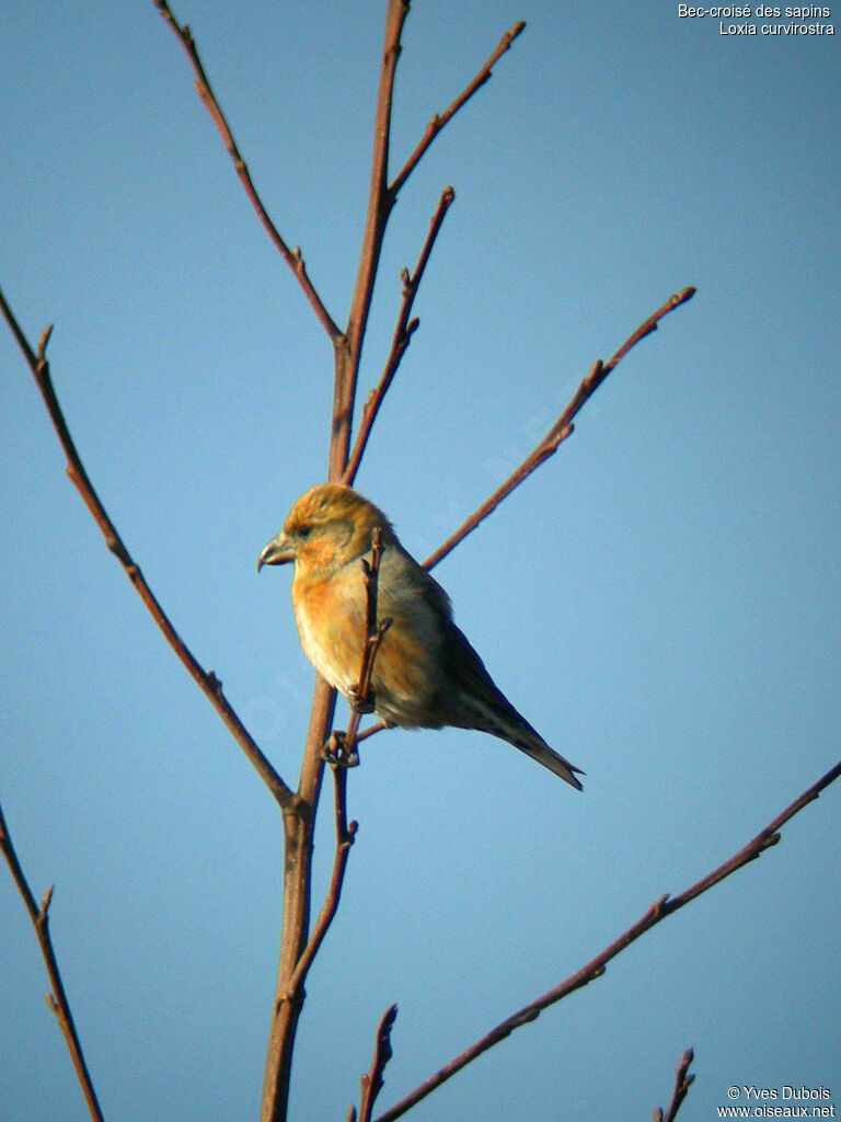 Red Crossbill