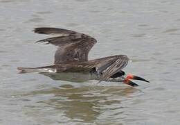 Black Skimmer