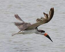 Black Skimmer