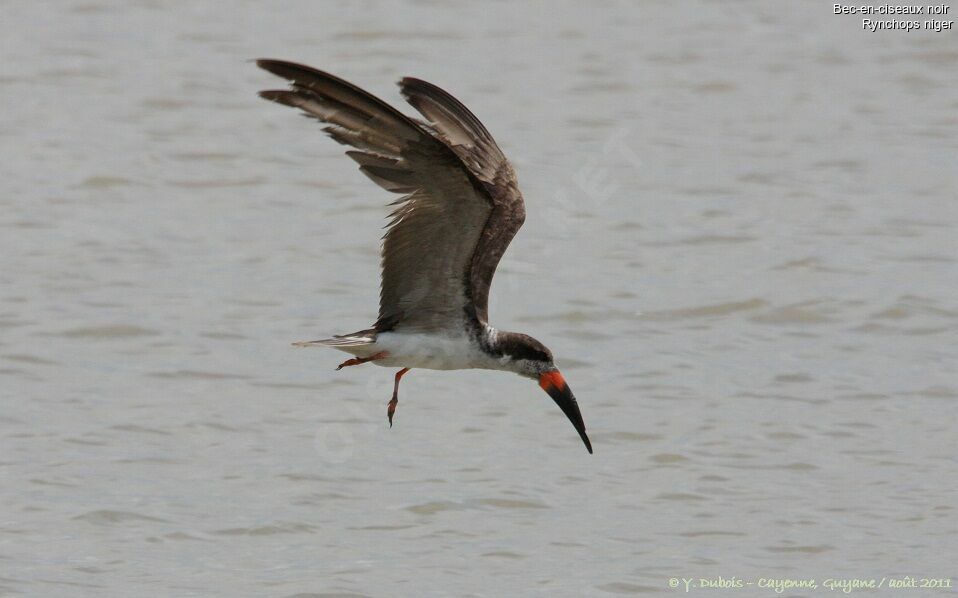 Black Skimmer