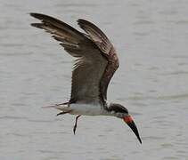 Black Skimmer