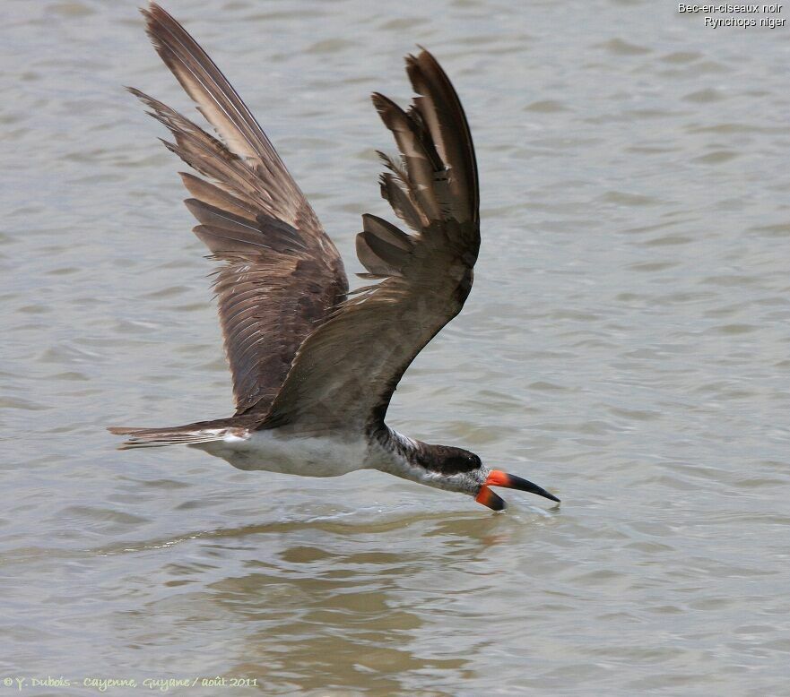 Black Skimmer