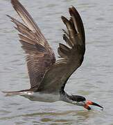 Black Skimmer